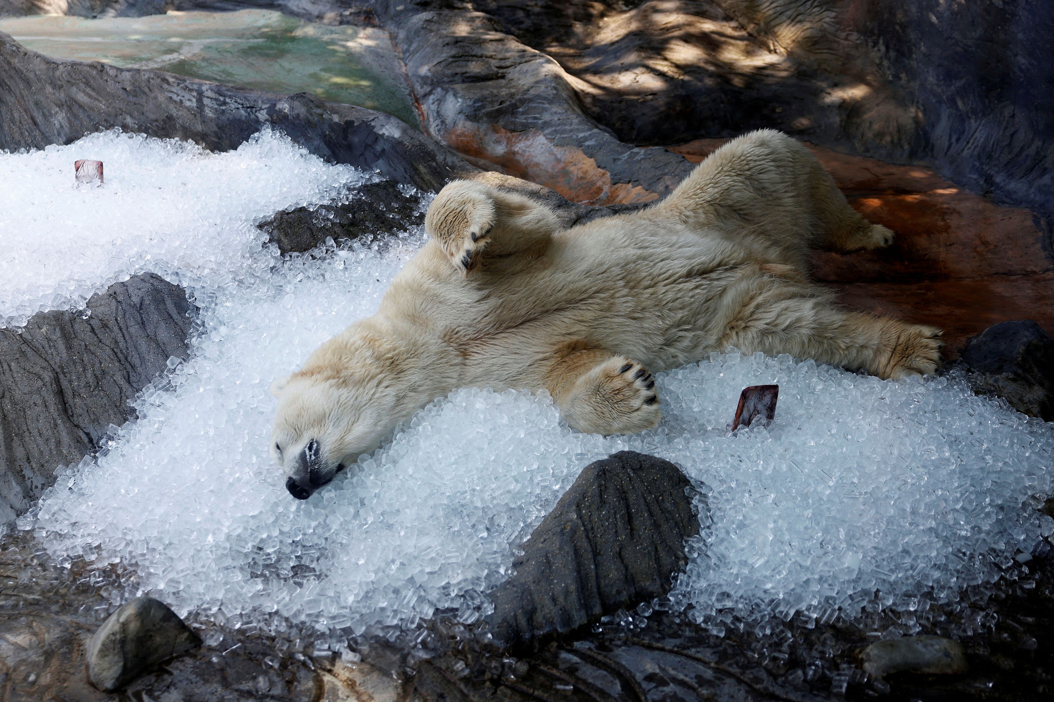 A polar bear rests on ice cubes that were brought to its enclosure during a heatwave at Prague Zoo in Prague, Czech Republic, July 10, 2024. Credit: Reuters File Photo