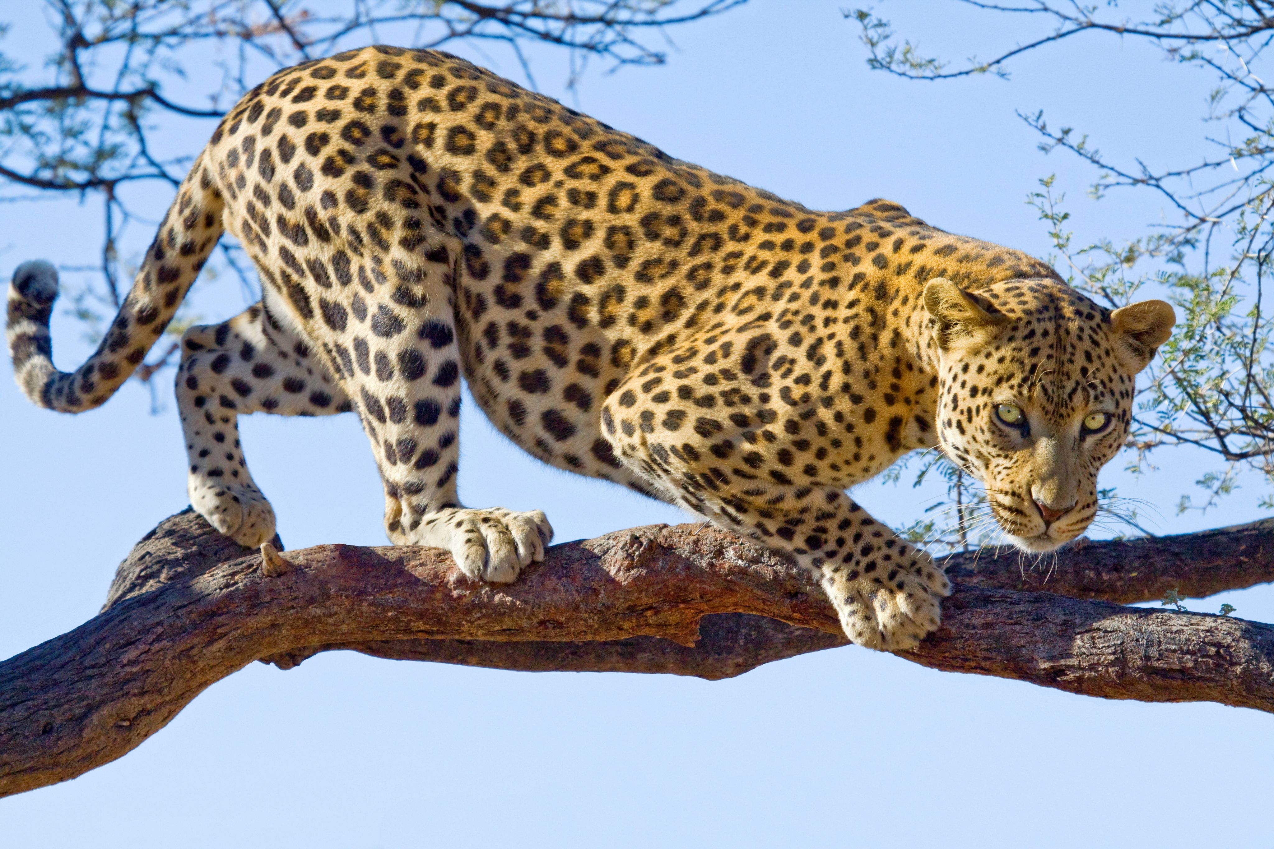 Courtesy Getty Images